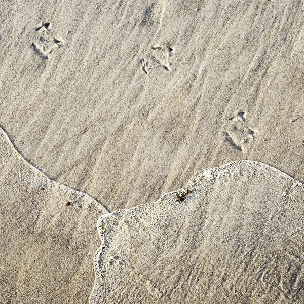 Seagull's foot in the sand, sea shore — Stock Photo, Image