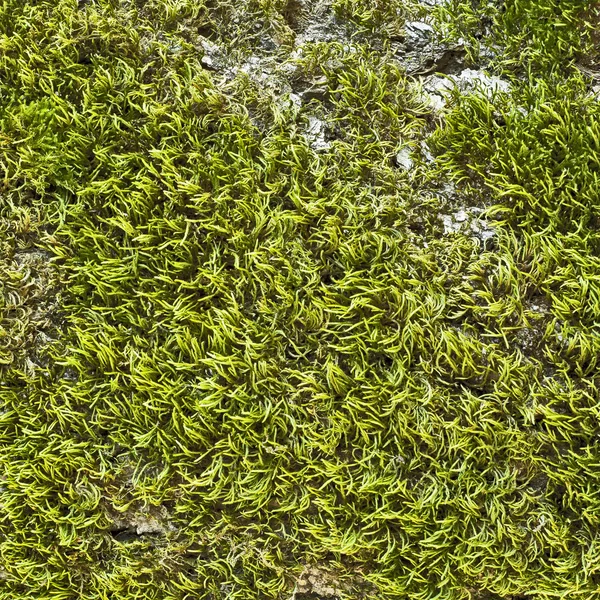 Mousse sur l'écorce de l'arbre — Photo