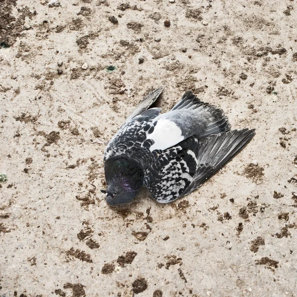 Halott galambot a földön — Stock Fotó