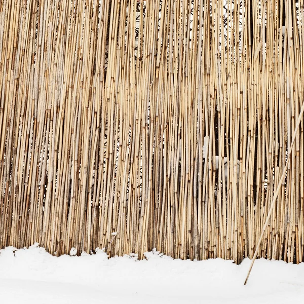 Fence of dry cane in winter — Stock Photo, Image