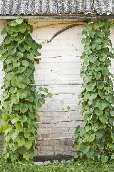 Green creeper — Stock Photo, Image