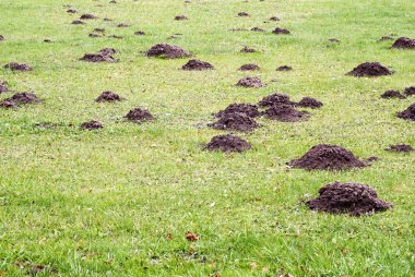 Mole mound clipart