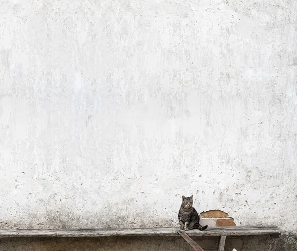 Кошка, сидящая на скамейке — стоковое фото