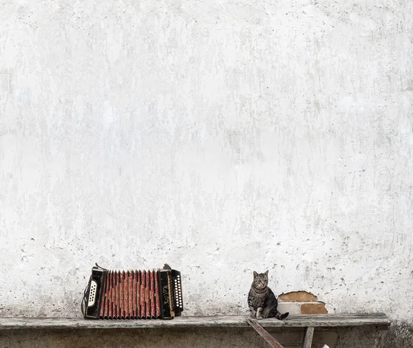 Akordeon i kot Mora — Zdjęcie stockowe