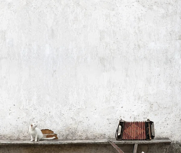 Accordion and white cat — Stock Photo, Image