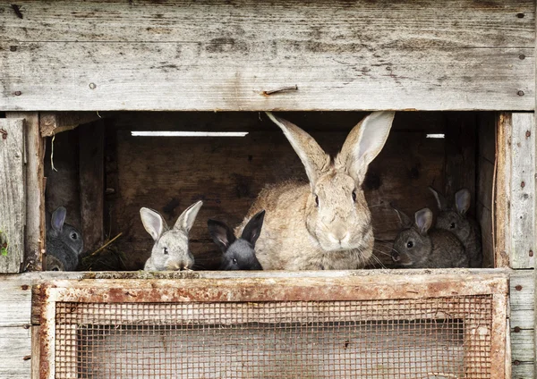 Mother rabbit with newborn bunnies — Stock Photo, Image