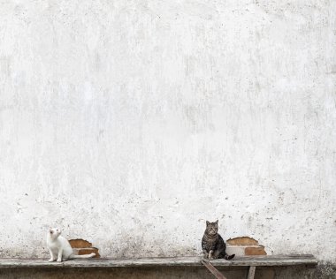 bankta oturan iki kedi