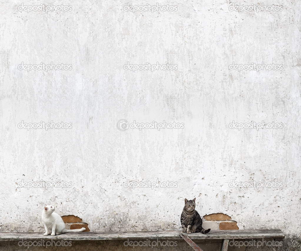 two cats sitting on the bench