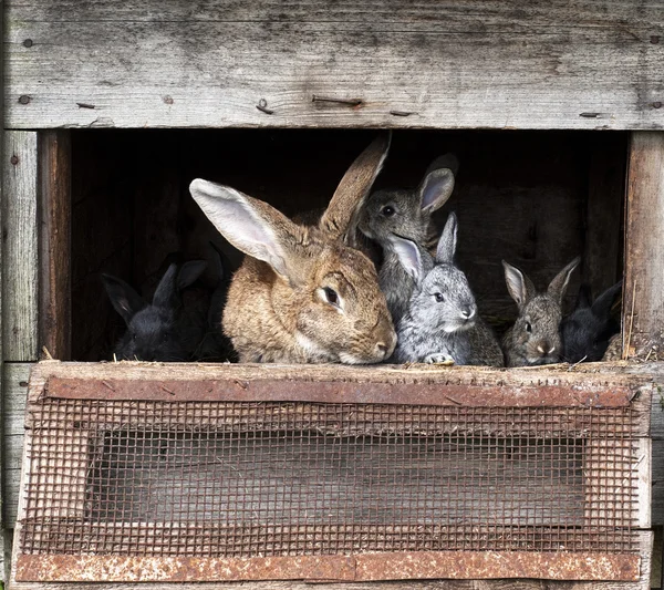 Mother rabbit with newborn bunnies — Stock Photo, Image