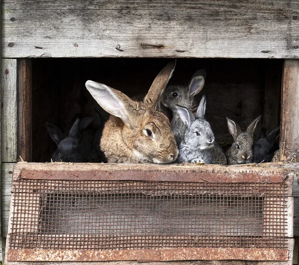 Mother rabbit with newborn bunnies