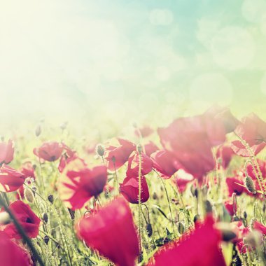 Field of poppies clipart