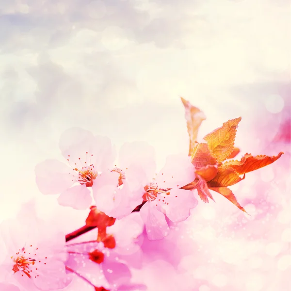 Fleur de cerisier avec beau fond rose . — Photo
