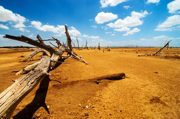 Un árbol caído en un desierto — Foto de Stock