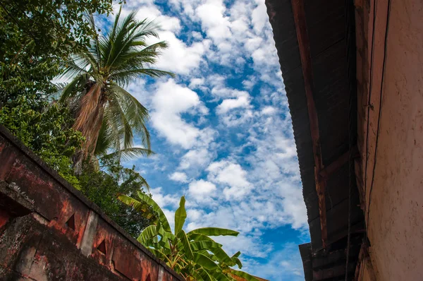 Cielo blu e palme — Foto Stock