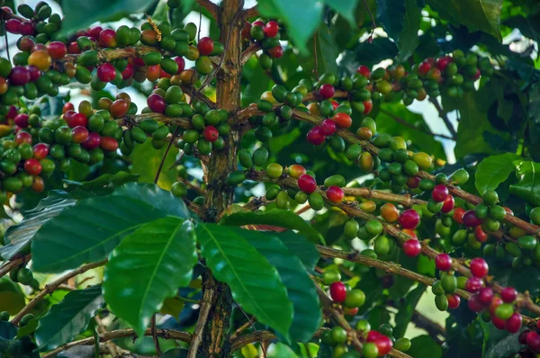 Kahve meyveleri olgunlaşma — Stok fotoğraf