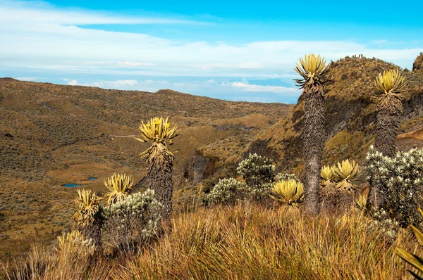 Paisaje con plantas de Espeletia — Foto de Stock