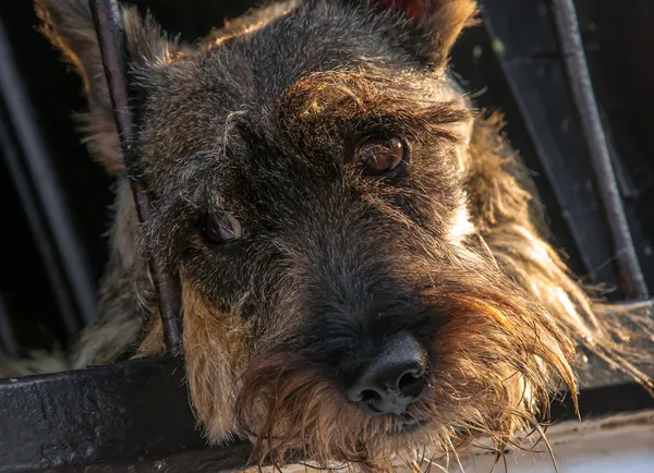 Schotse Terriër close-up — Stockfoto