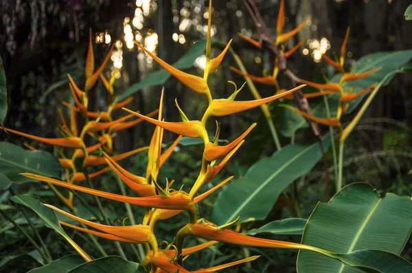 Orange Heliconia Flower — Stock Photo, Image