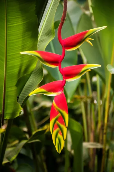 Червона квітка Heliconia — стокове фото