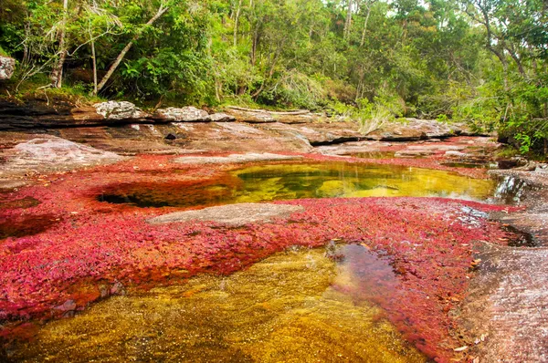 Un fiume rosso e giallo in Colombia — Foto Stock