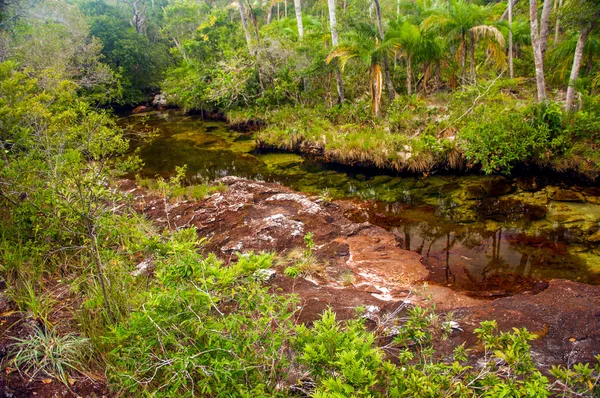 Красная река в джунглях — стоковое фото