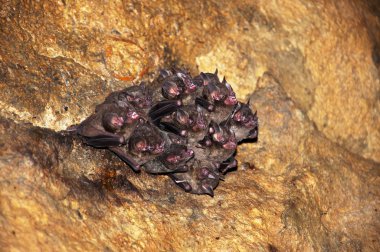 Bats in a Cave clipart