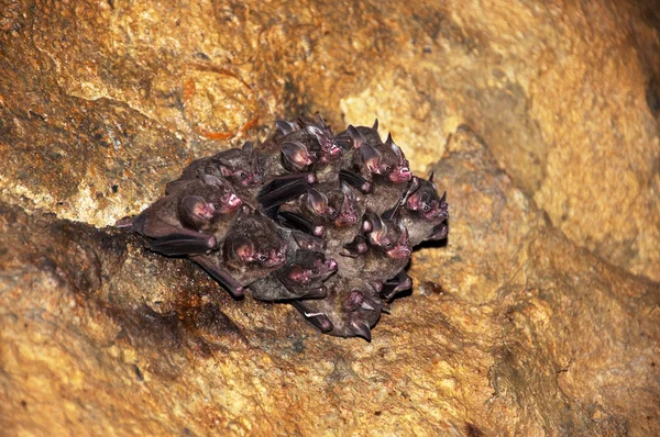 Bats in a Cave — Stock Photo, Image