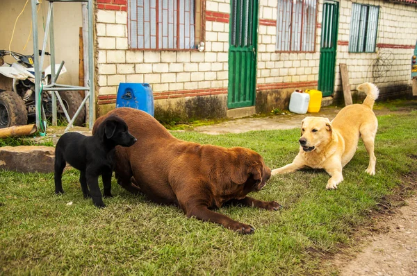 Drie labradors spelen — Stockfoto