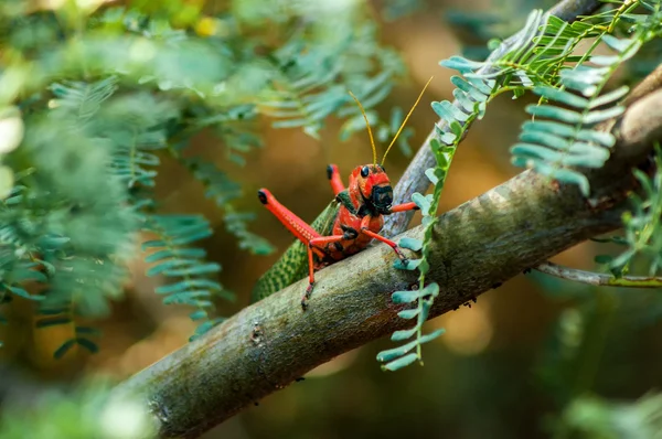 Red and Green Grasshopper — Stock Photo, Image