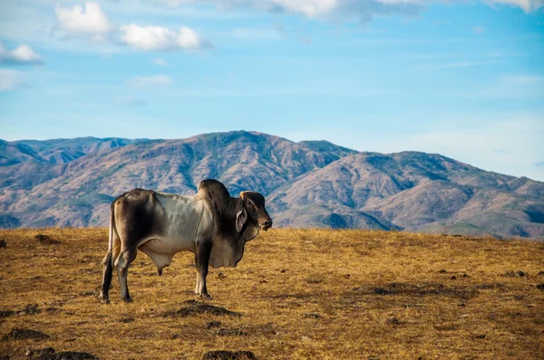 Une vache solitaire dans le désert — Photo