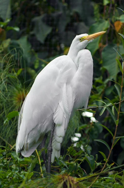 Grande egret — Fotografia de Stock