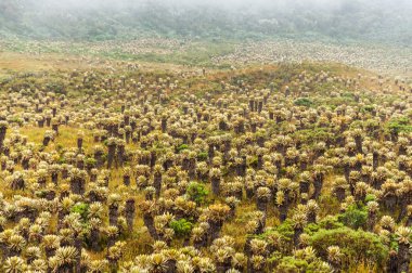 Frailejon Plants in Colombia clipart
