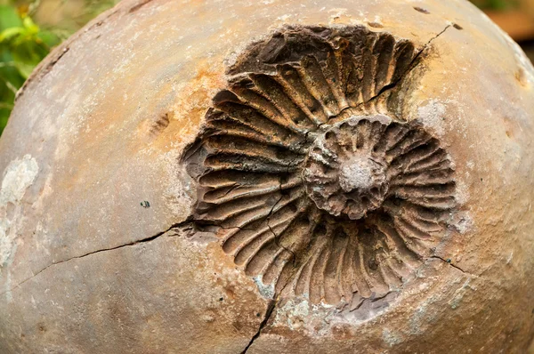 Ancient Fossil in a Rock — Stock Photo, Image