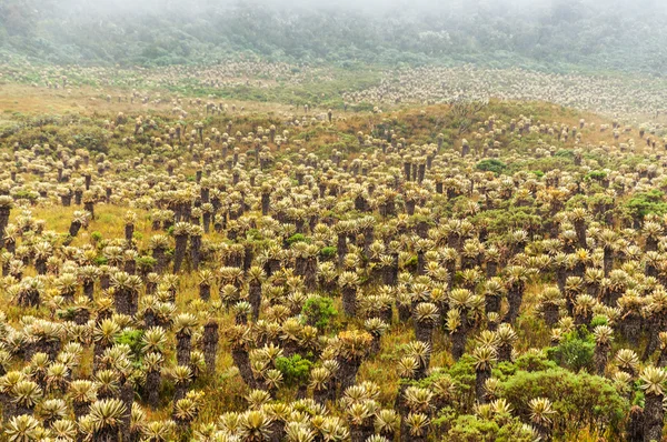 Frailejon növények Kolumbiában — Stock Fotó