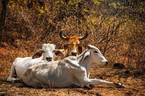 Tre mucche Rilassante — Foto Stock