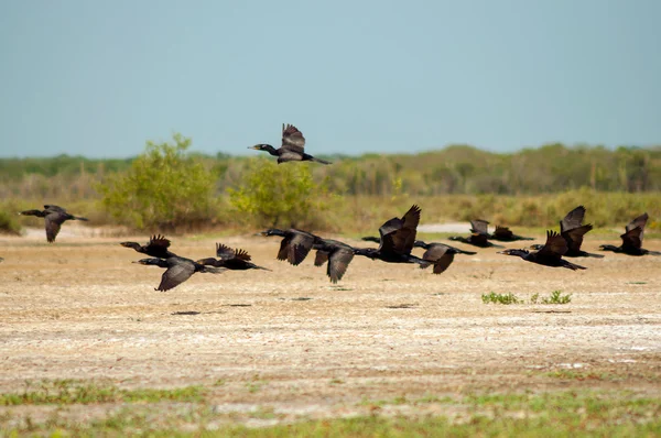 Flock of Flying Birds — Stock Photo, Image