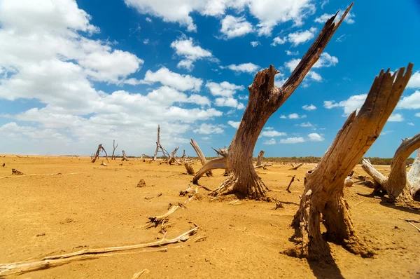 Νεκρά δέντρα σε σκουπιδότοπο έρημο — Φωτογραφία Αρχείου