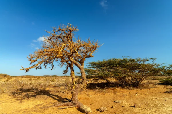 Arbre tordu sec dans un désert — Photo