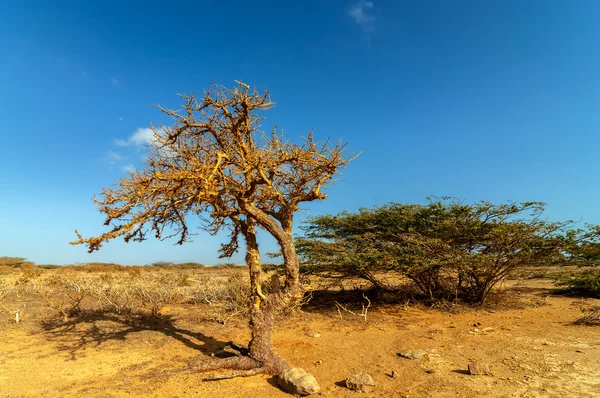 Dry Twisted Tree in a Desert Royalty Free Stock Images