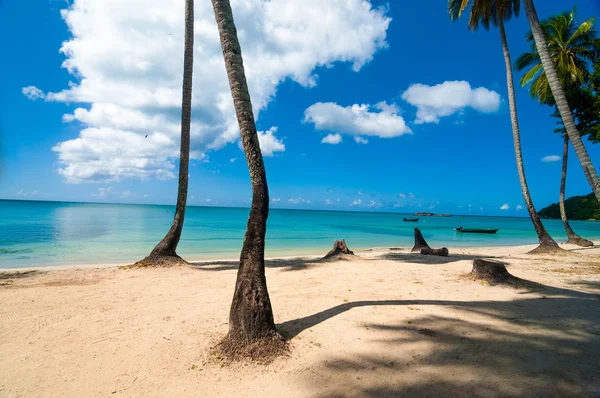 Caribische strand en palm bomen — Stockfoto