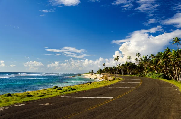 Coastal road och palm träd — Stockfoto