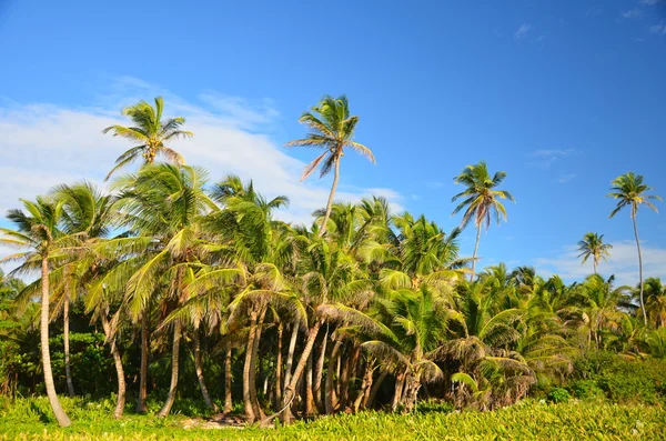 Arboleda de palmeras — Foto de Stock