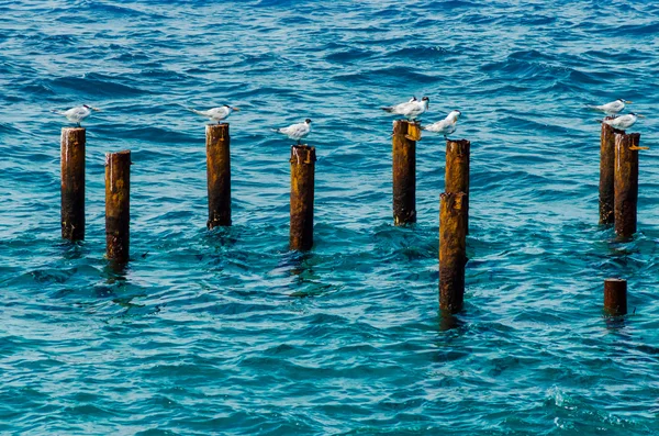 Птицы в океане — стоковое фото