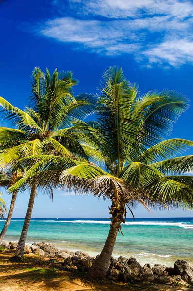 Palmbomen en turquoise water — Stockfoto
