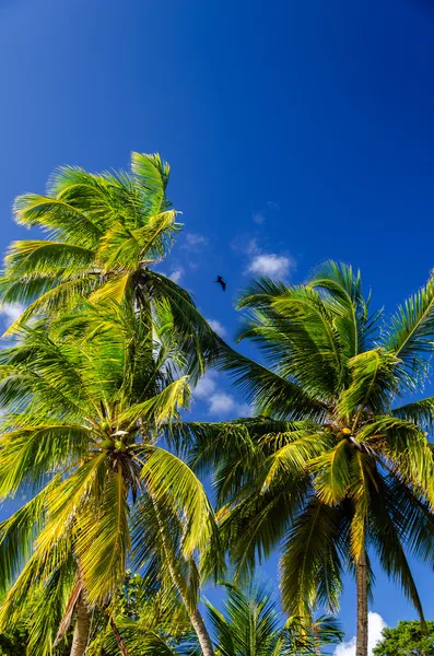 Пальма і блакитне небо — стокове фото