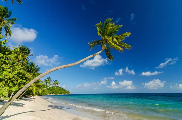 Palmiye ağacı üzerinde beach — Stok fotoğraf