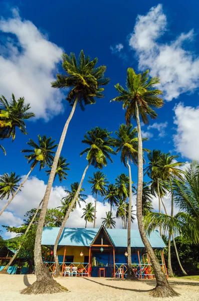 Лачуге пляж и пальмы — стоковое фото