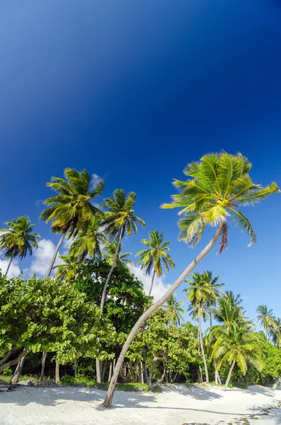 Sabbia bianca e palme — Foto Stock