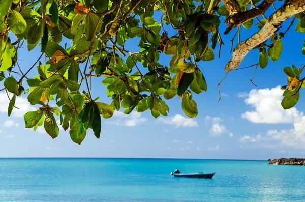 Albero e acqua turchese — Foto Stock