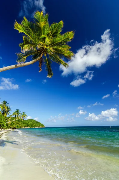 白色的沙滩和棕榈树 — 图库照片
